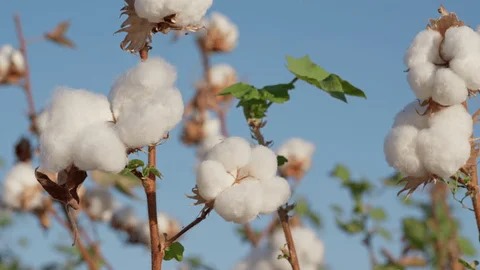 Sustainability Initiatives
